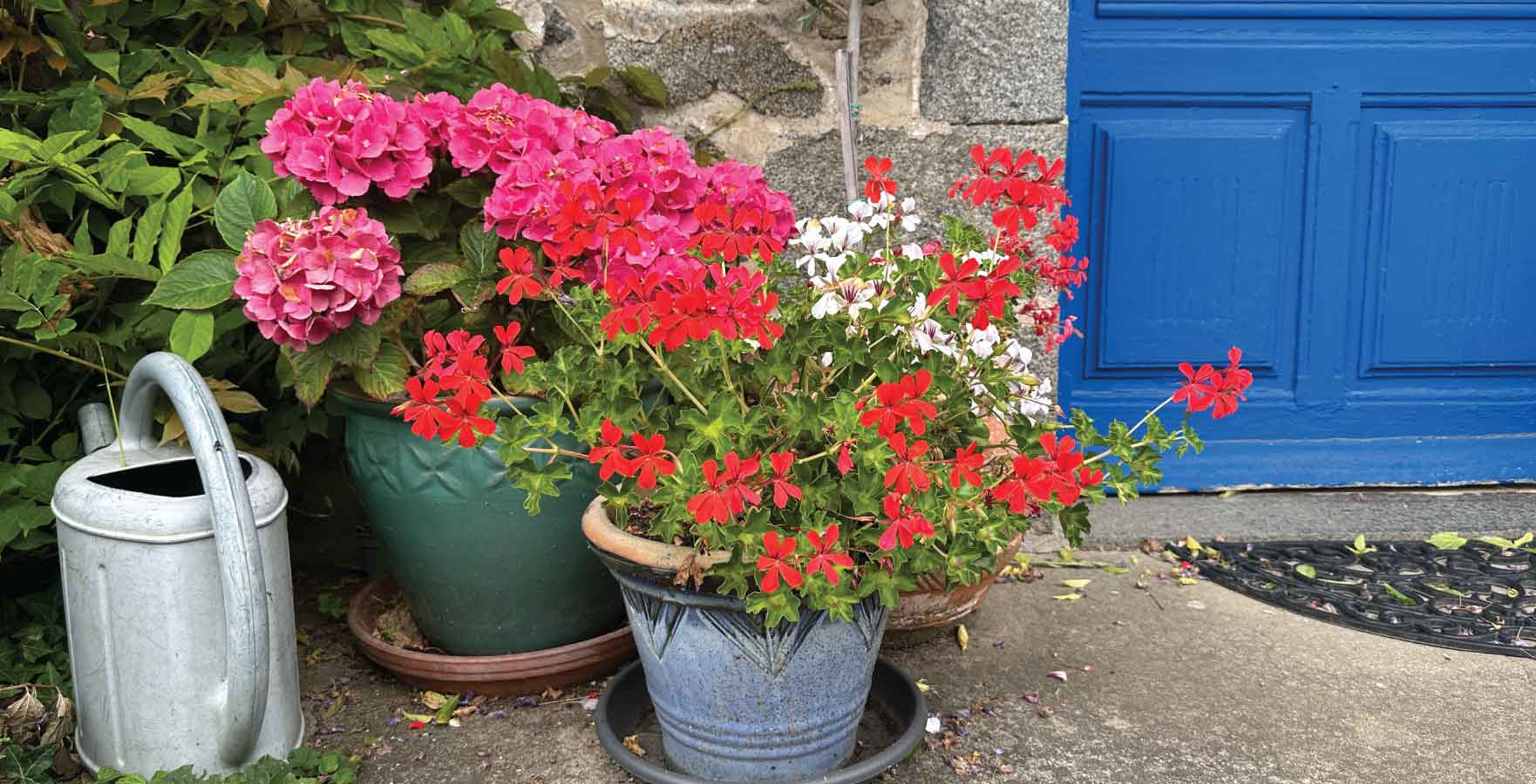 front door plants - hydrangeas