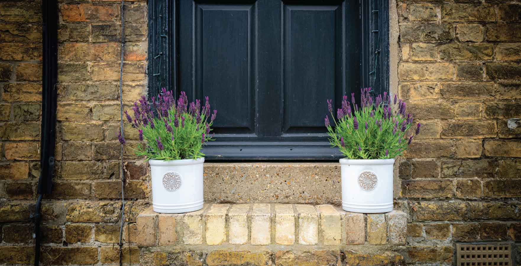 front door plants - lavender