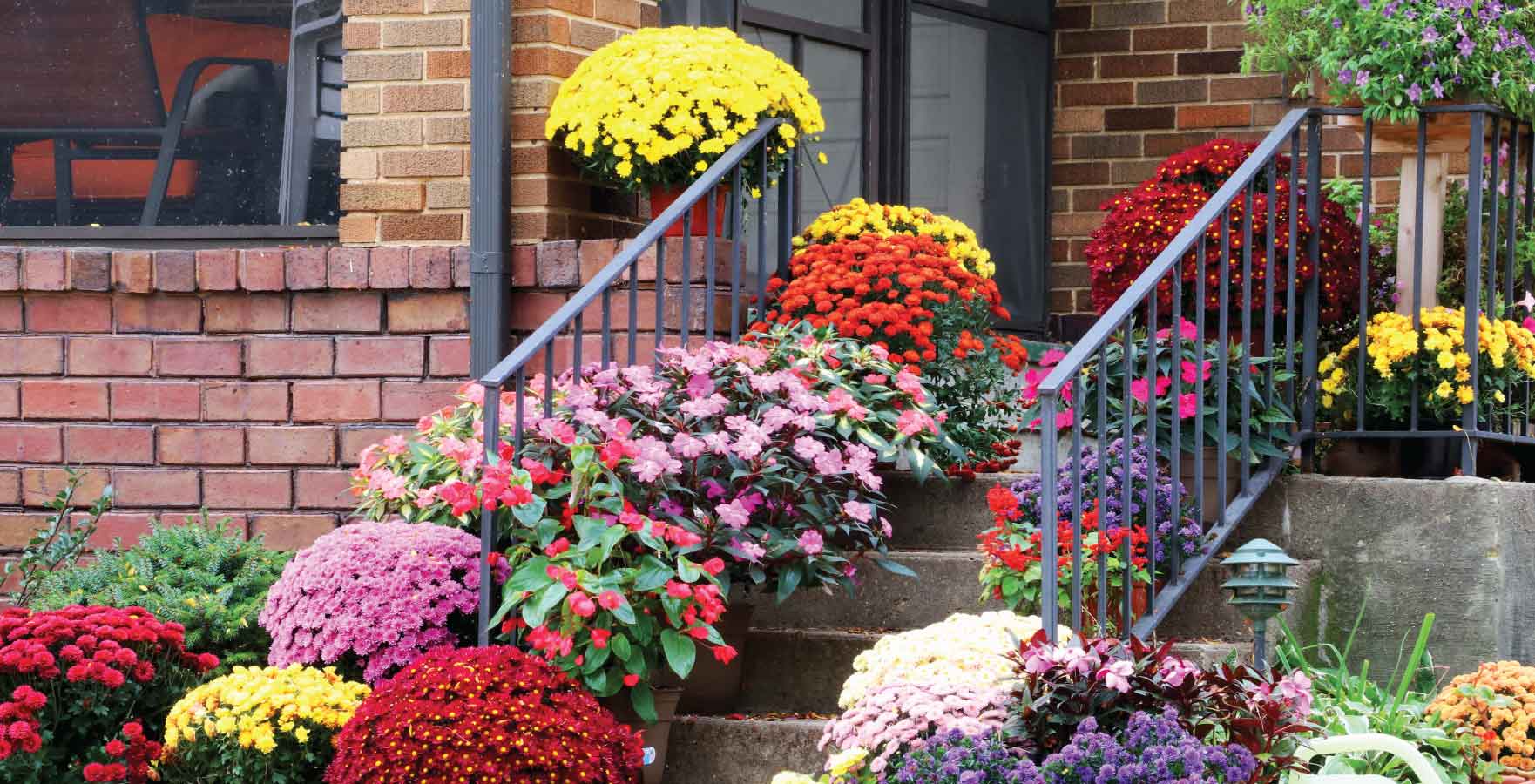 front door plants - chrysanthemum