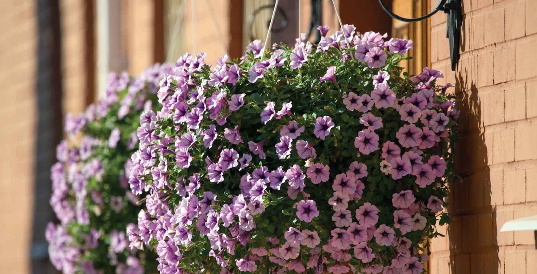 front door plants - petunia