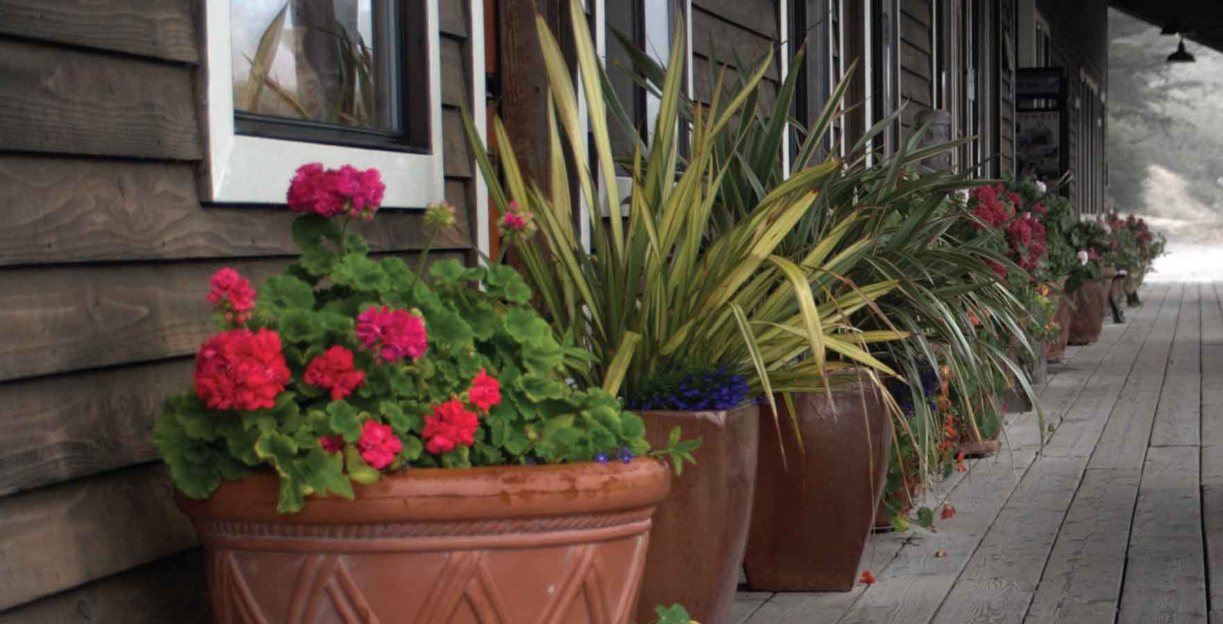 front door plants - phormium