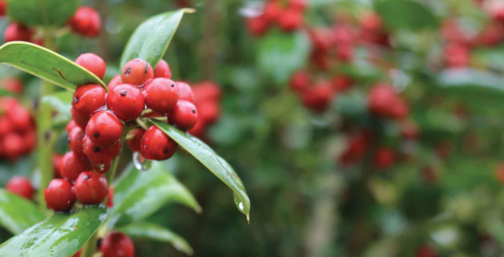 front door plants - chinese holly