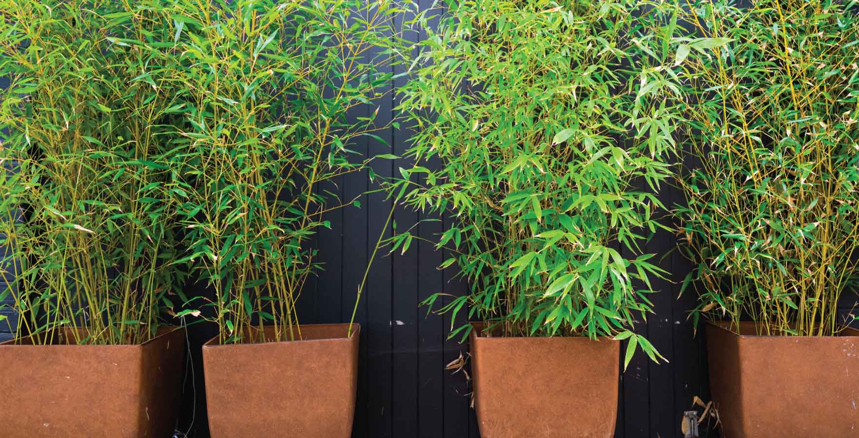 front door plants - bamboo