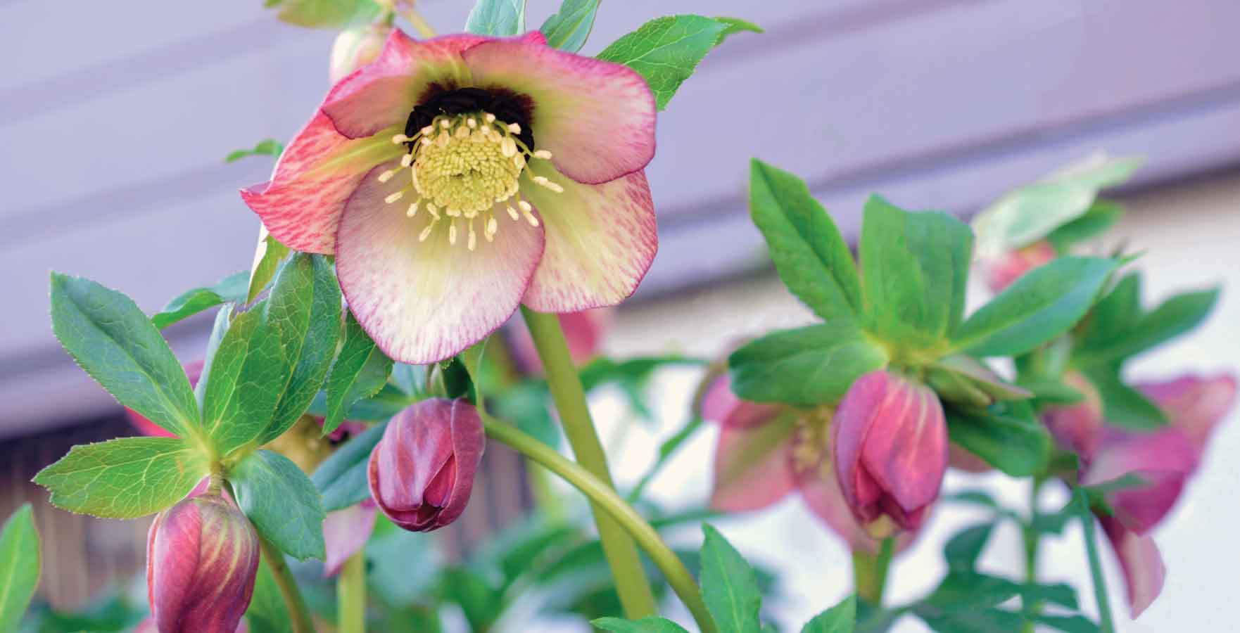 front door plants - hellebore