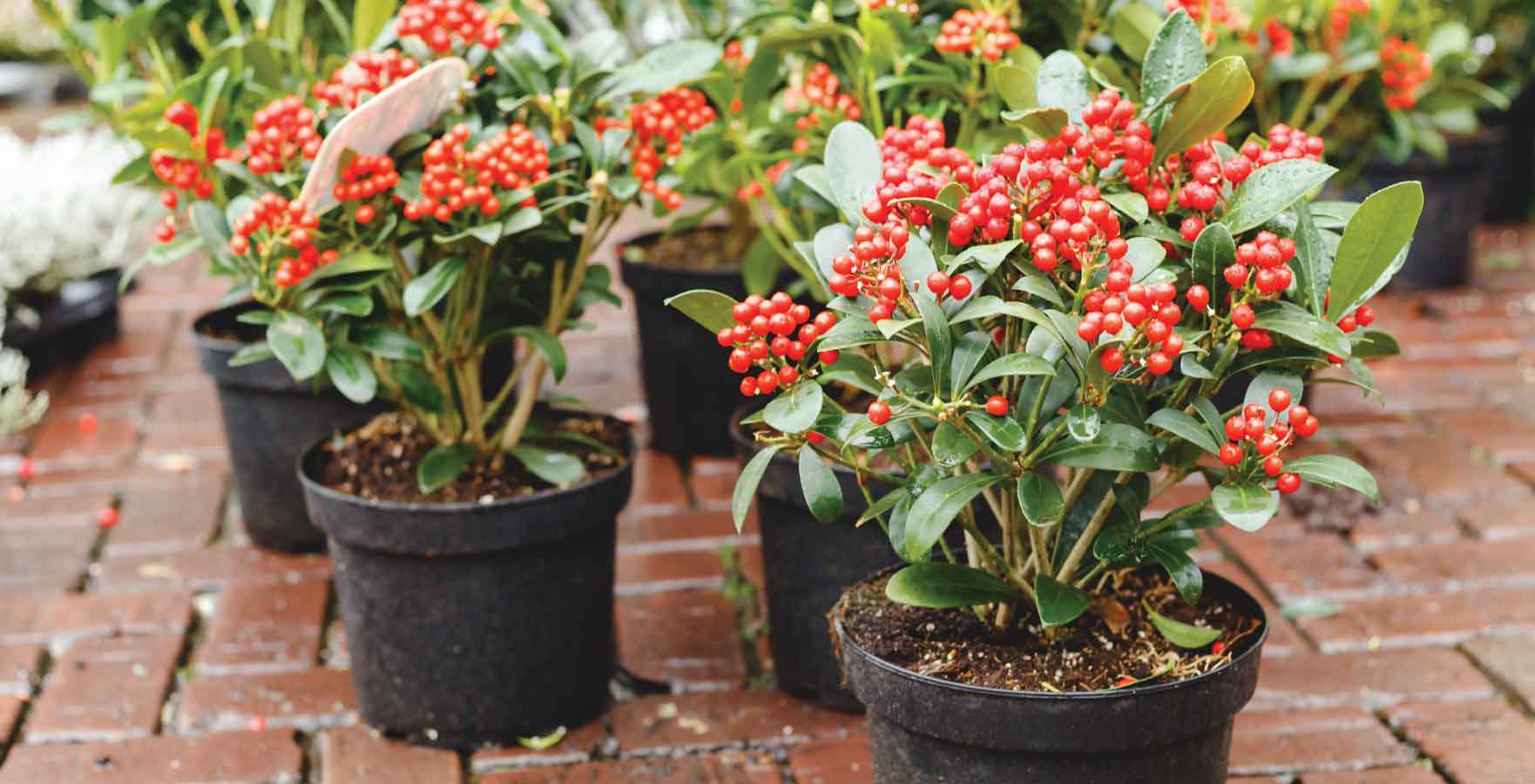 front door plants - skimmia japonica