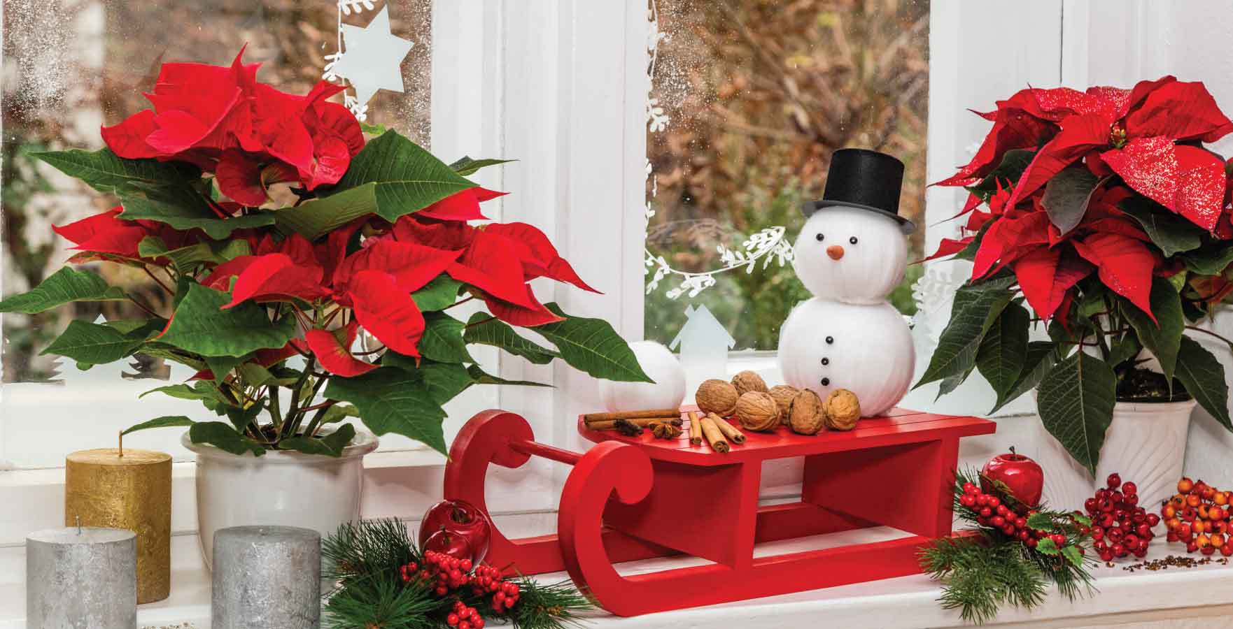 Christmas window display festive houseplants